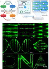 ��ѧ�ҽ�DNA����