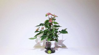 ��ʡ����ѧԺ������ֲ��ͻ�����ɵĿ�����������̬